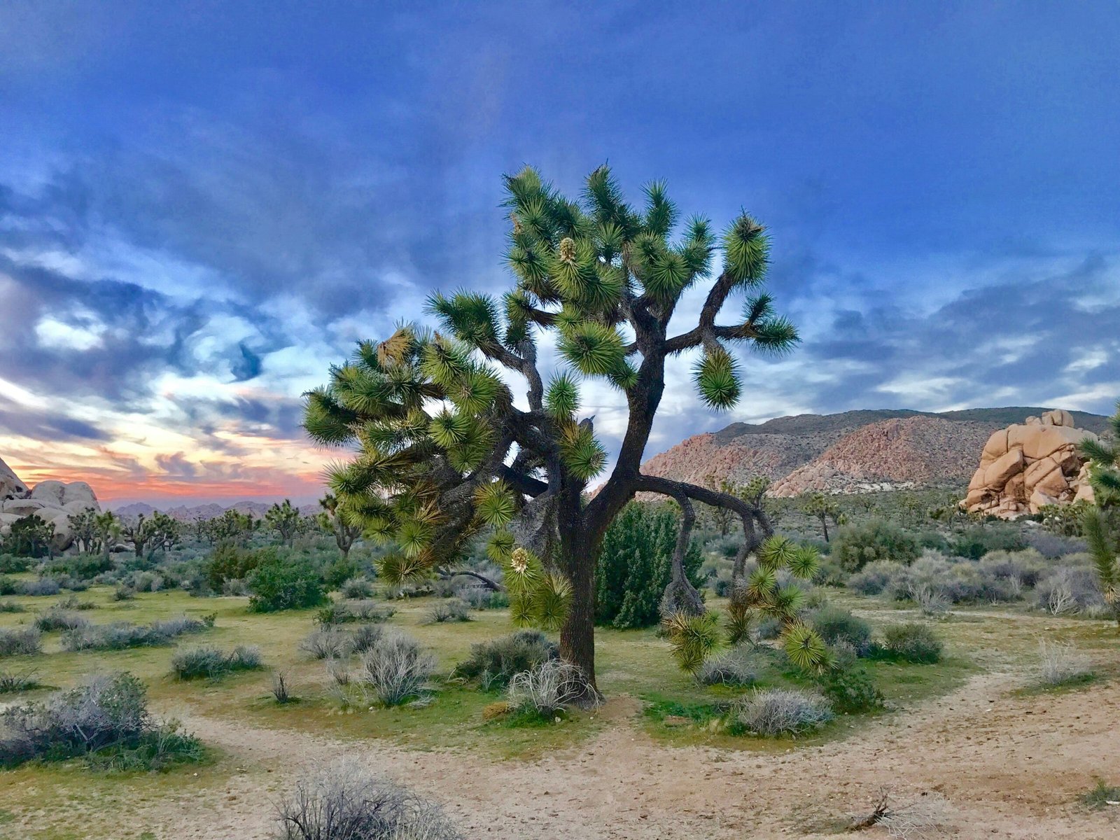 Joshua Tree National Park