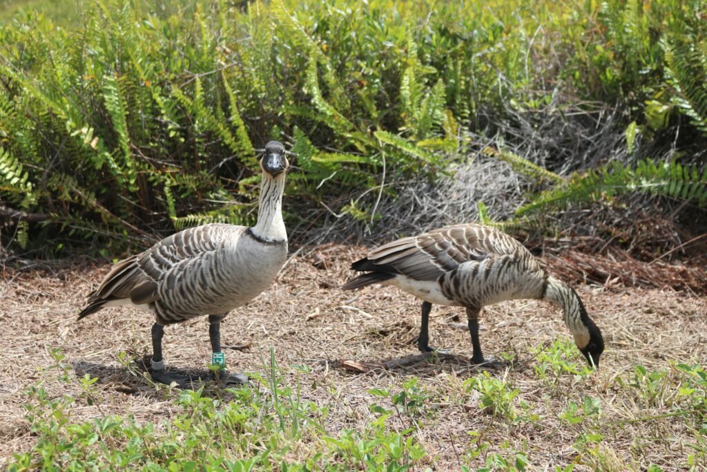 hawaii volcanoes national park