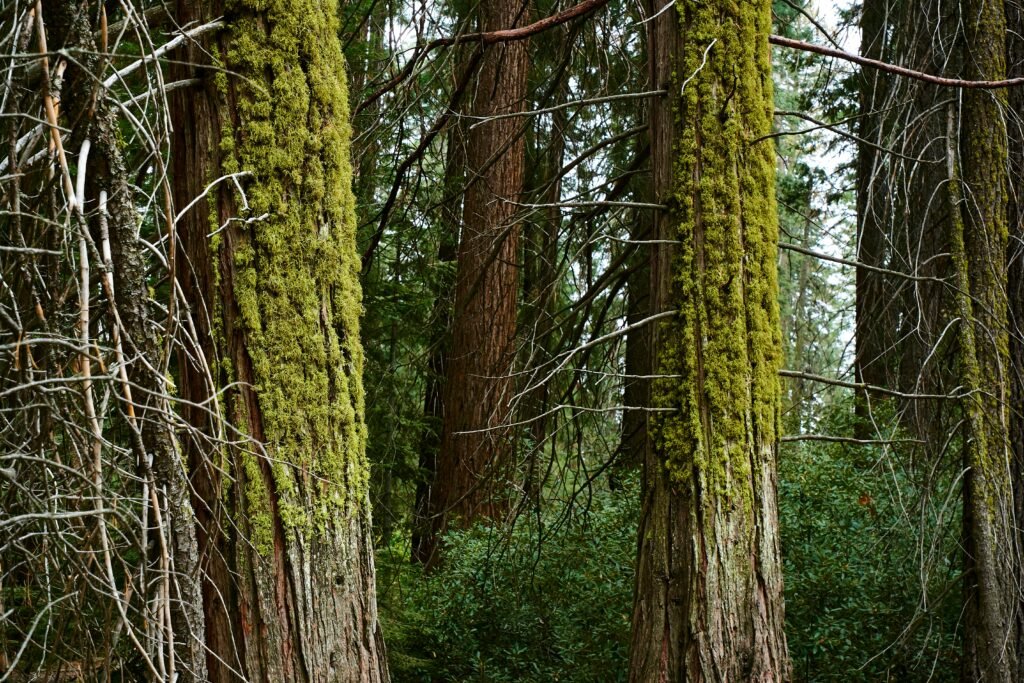 Kings Canyon National Park